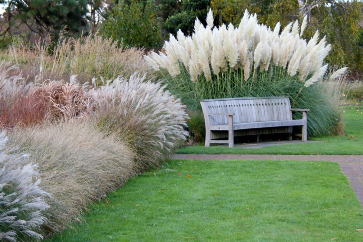 Ornamental Grasses for Your Garden