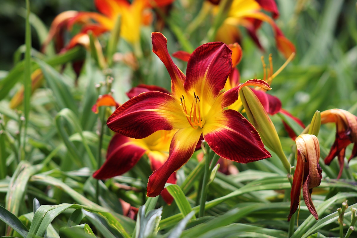 All About Summer Flower – Daylilies