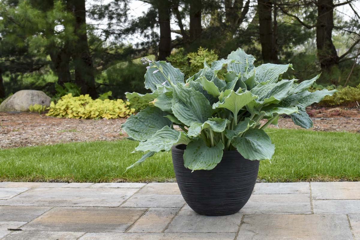Improving Your Shade Garden with Hosta
