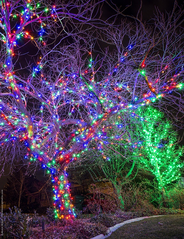 Multicolored twinkle lights in trees